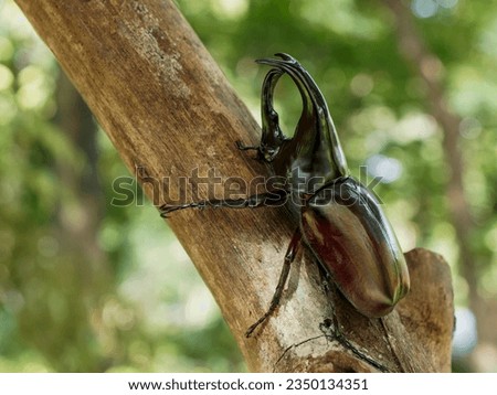 Siamese Rhinoceros Beetle close up picture