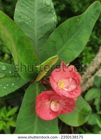 The genus Euphorbia produces a milky sap, is capable of living in dry tropical to temperate climates and has an odd flower structure and handsome leaves.