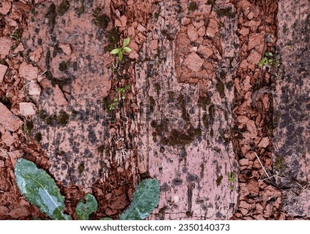 Background with an old, destroyed brick path: plants sprout through stone tiles, brick chips. Broken brickwork with grass, moss and leaves.