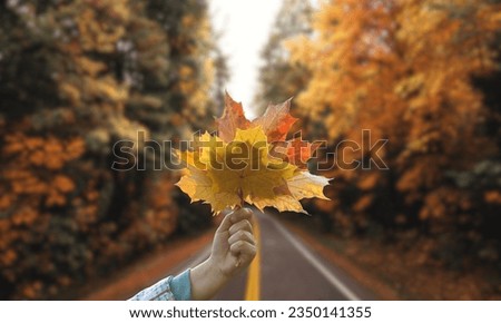 Holding autumn leaves by the hand and enjoying the nature with sunlight.