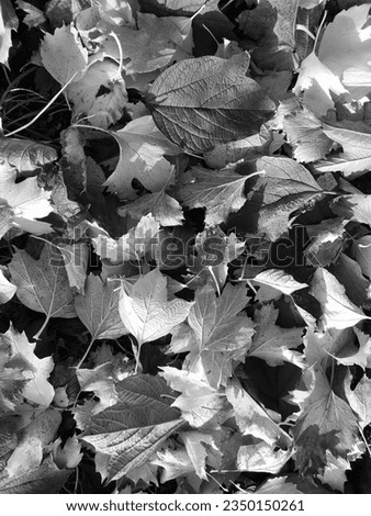 Photo on theme autumn abstract background of maple leaves falling on surface, photography consists of falling wet autumn maple leaves in morning out countryside, autumn falling different maple leaves