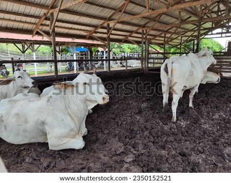 "Serene Cattle Ranch: Harmony in Livestock 🐄"