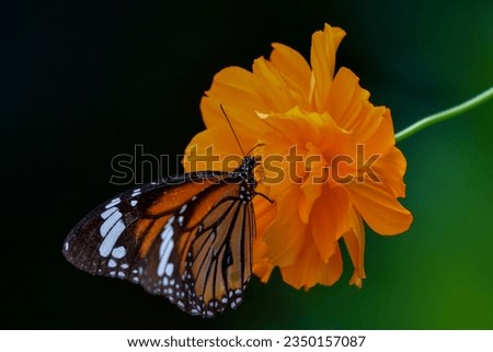 Monarch butterfly  eating 
nectar from flowers.