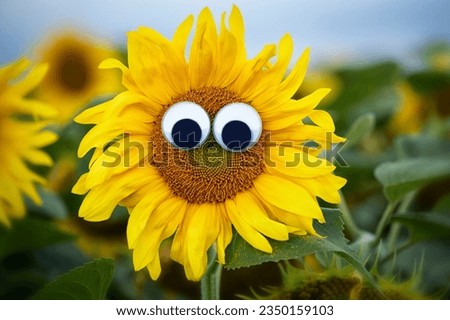 Sunflower with funny wobble eyes Royalty-Free Stock Photo #2350159103