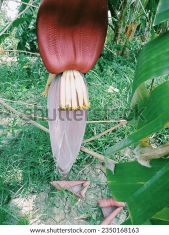 It is a called musa acuminata plant. It is red in color 