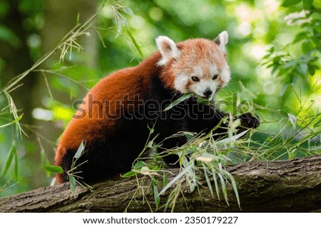 Picture of a lovely panda sitting on the grass