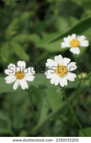 white flowers with a yellow tint in the center