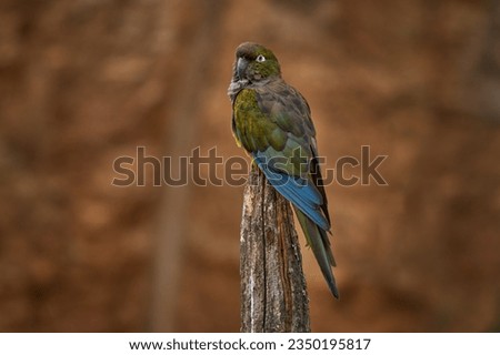 Burrowing parrot sitting on the tree trunk in the nature habitat. Burrowing parrot, Cyanoliseus patagonus bloxami, bird from Chile and Argentina.  Royalty-Free Stock Photo #2350195817