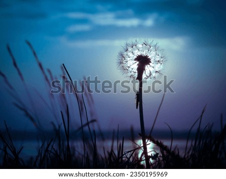 Moonrise on the background of a dandelion, a magical summer night.