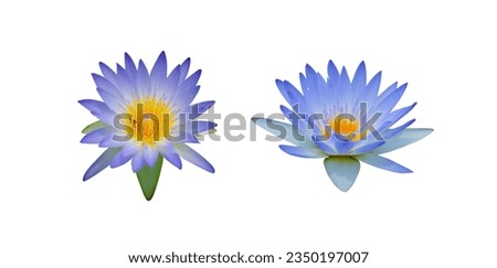 Flower of Nymphaea caerulea, common known as Blue Lotus or Blue Egyptian Water Lily, is fully opened. Isolated on white background.
