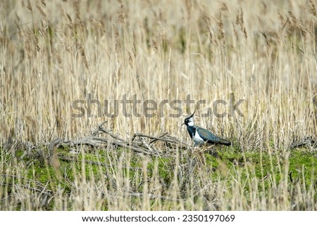 A northern lapwing (Vanellus vanellus) in the reed. Bird photography from Sweden in May. Natural background, place for text, copy space.