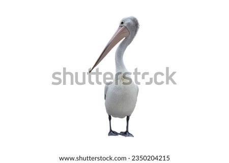 pelicans on a white background