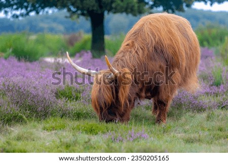 Selective focus of Highland cattle grazing on the green grass meadow, Scottish cattle breed in its natural habitat on the field of Calluna vulgaris flowers (Heath, ling or simply heather) Netherlands. Royalty-Free Stock Photo #2350205165