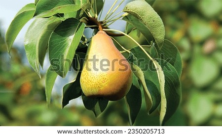 The pears in the image are likely Comice pears, which are a type of European pear that is known for its sweet flavor and juicy flesh. They are also known for their long shelf life