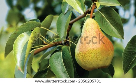 The pears in the image are likely Comice pears, which are a type of European pear that is known for its sweet flavor and juicy flesh. They are also known for their long shelf life
