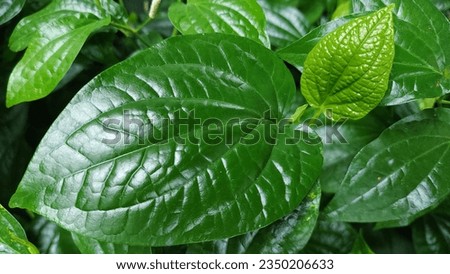 Field of betel leaves, Thai herb, emerald green