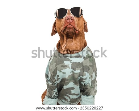 Cute brown dog, military shirt and sunglasses. Closeup, indoors. Studio shot. Congratulations for family, loved ones, relatives, friends and colleagues. Pets care concept