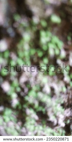 defocused plant and soil background. 