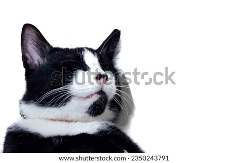 Clase up a head of black white cat sleeping on the floor,white isolated background with copy space 