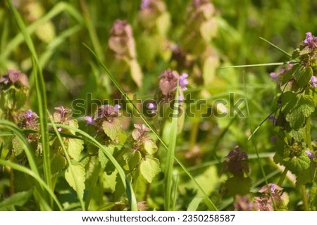 Close-up of purple dead nettle flowers with selective focus on foreground