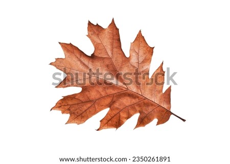 Autumn oak leaf isolated on white background. Clip art