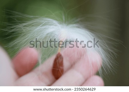 Hand holding Dandelion pollen in macro picture 