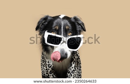 Portrait funny border collie dog covered with a towe licking its lips with tongue. Isolated on beige background