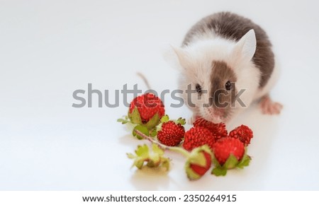 Colored, spotted mouse Fancy - Mus musculus domestica on a white background with red strawberries. Small pet, rodent, small pest, farm animal Royalty-Free Stock Photo #2350264915