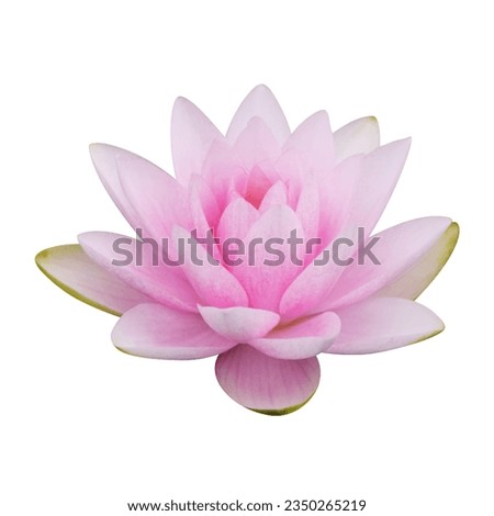 lotus flower isolated on white background Royalty-Free Stock Photo #2350265219