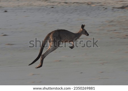 kangaroo greeting the sea sunrise, blending the outback's charm with tranquility