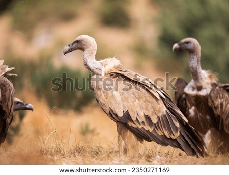 
Vultures, scavenging birds in northern Spain