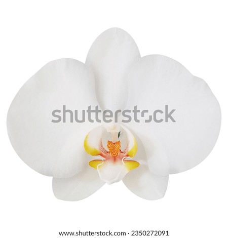 White orchid isolated on white background Royalty-Free Stock Photo #2350272091