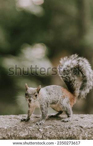 Cute funny squirrel is looking