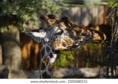 Portrait of a giraffe head eating on a branch