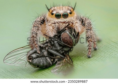 a jumping spider eating its prey on a green leaf with close up macro photo