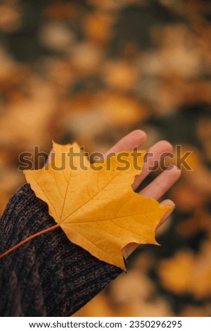 Female hand holding a fallen bright yellow maple leave. Autumnal vertical background. Autumn details