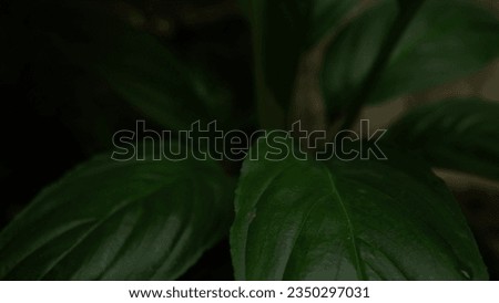 Green leaf in the nature abstract background