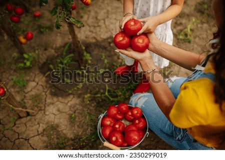 Beautiful photography of little girl giving her mom tomatoes she has harvested while mom holds them in the greenhouse