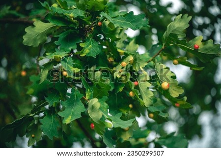 Oak galls, ink nuts on oak. Royalty-Free Stock Photo #2350299507