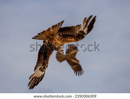 Red kite, bird that is left without emigrating in Europe Royalty-Free Stock Photo #2350306309