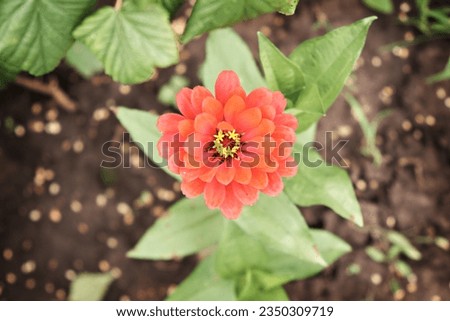 Image of zinnia with red petals.