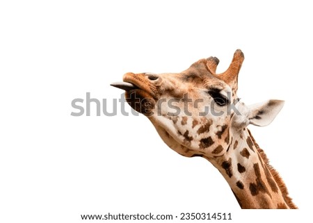 funny giraffe head with tongue hanging out looking up, isolated