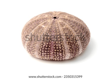 Test of a sea urchin (Paracentrotus lividus) on a white background Royalty-Free Stock Photo #2350315399