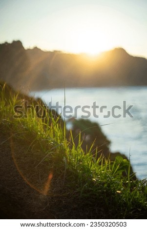 Grass Sunrise in the Morning