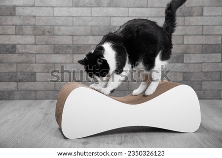 Scratching post for a cat. Cute, funny black and white cat sharpens its claws. Pet care. Home pet. A cat on a couch against the background of a gray wall in the room. Place for text. copy space. Royalty-Free Stock Photo #2350326123