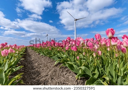 field with rose pink triumph tulips (variety ‘Dynasty’) in Flevoland, Netherlands Royalty-Free Stock Photo #2350327591
