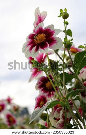 tall summer flowers visited by bees photographed from a worms eye perspective.