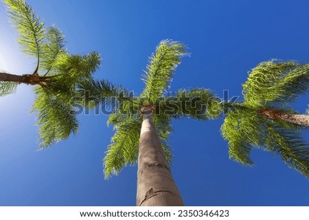 California Palm Trees under blue skies
