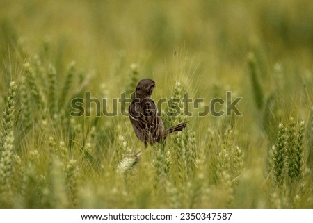 Bird on a unripe wheatfield playing