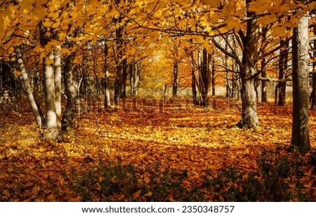 Golden foliage of the autumn forest park. Autumn in forest. Golden autumn in forest. Forest in autumn leaves